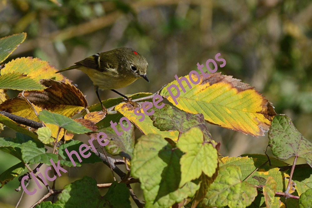 Photographs of Kinglet